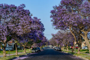 פריחת עצי הסיגלון (ג'רקנדה Jacaranda) ברחבי לוס אנג'לס